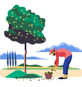 Сбор апельсинов